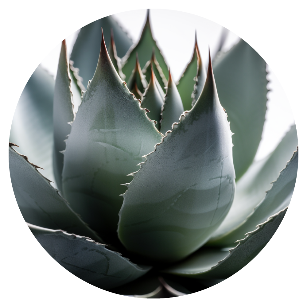 AGAVE